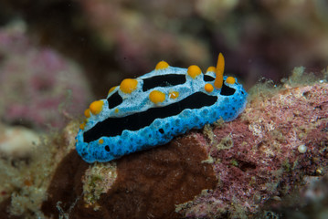 Phyllidia exquisita Nudibranch