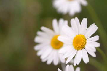 wild flowers chamomile