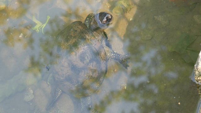 Turtle stuck her head out of the water. Turtle in the park in an artificial pond