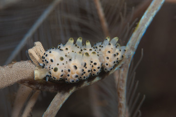 Doto bella Nudibranch