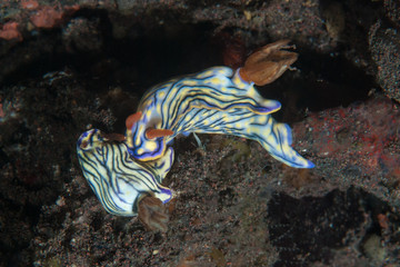 Hypselodoris zephyra Nudibranch