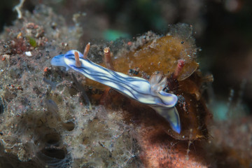 Hypselodoris nigrostriata Nudibranch