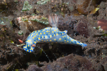 Hypselodoris infucata Nudibranch