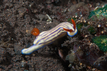 Hypselodoris whitei Nudibranch