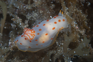 Gymnodoris ceylonica Nudibranch