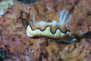 Goniobranchus coi Nudibranch