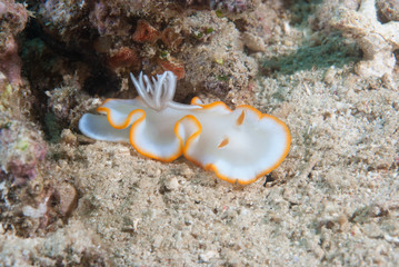 Ardeadoris cf. averni Nudibranch