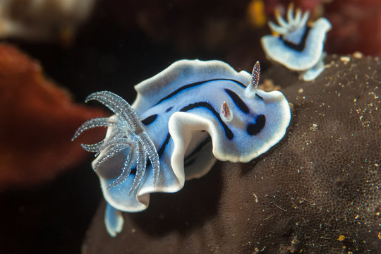 Chromodoris willani Nudibranch