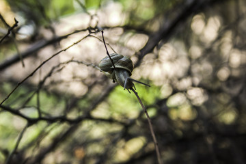 Snail