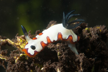 Goniobranchus cf. rubrocornutus Nudibranch