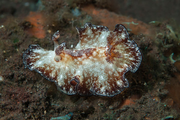 Discodoris boholiensis Nudibranch