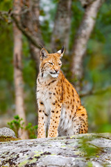 Naklejka na ściany i meble Eurasian lynx sitting on a rock in forest at summer