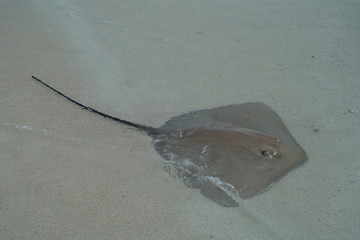 Stingrays along the shoreline of a beach in The Maldives