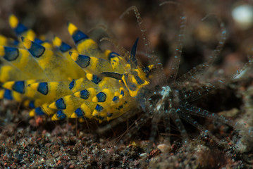 Stiliger ornatus Nudibranch