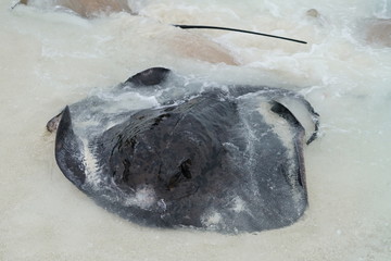Stingrays along the shoreline of a beach in The Maldives