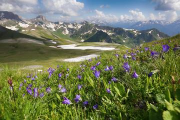Blue flowers bells on a green slope in the valley of the Caucasian mountains