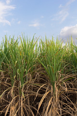 sugarcane field with blue sky in tropical country.	
