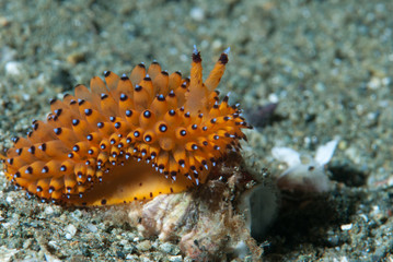 Janolus Nudibranch
