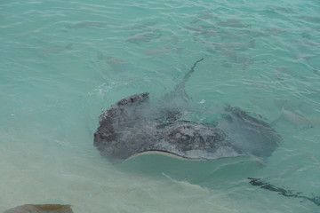 Stingrays along the shoreline of a beach in The Maldives