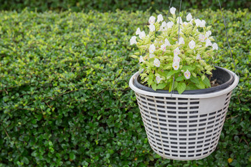Pot of flowers with a green background