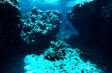a man is swimming among coral reefs
