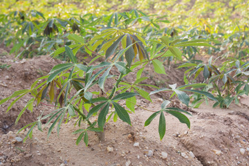  the small cassava tree in plantation closeup