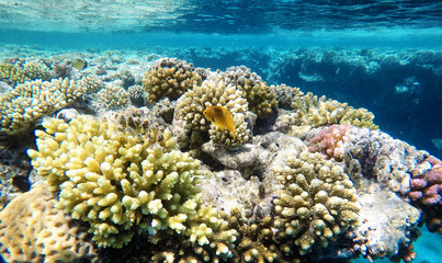 Naklejka na ściany i meble Nice coloured coral reef, under the water