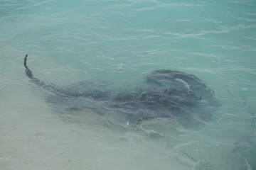 Stingrays along the shoreline of a beach in The Maldives
