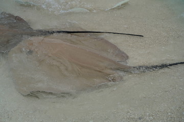 Stingrays along the shoreline of a beach in The Maldives