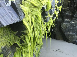 Green moss on rocks