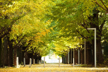 東京・駒場東大のイチョウ並木