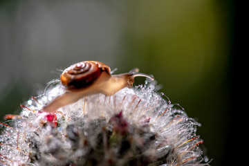 Snail moving on cactus in the morning.