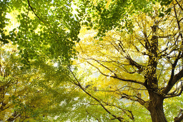 東京・駒場東大のイチョウ並木
