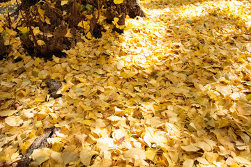 東京・駒場東大のイチョウ並木