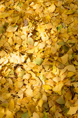 東京・駒場東大のイチョウ並木