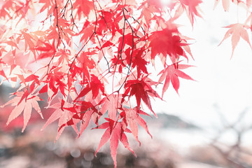 紅葉した楓の葉 2