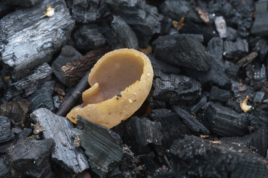 Peziza varia ascomycete fungus