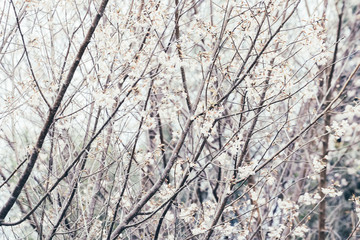 Forest and Blossom Flowers