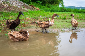 Duck Bathing