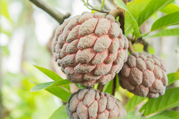 Fototapeta premium custard apple purple on a tree