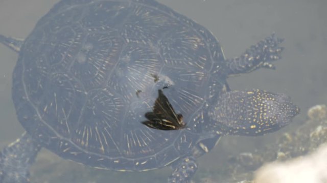 Turtle stuck her head out of the water. Turtle in the park in an artificial pond