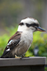 A kookaburra is sitting in profile on a wooden fence. His strong beak is clearly visible.