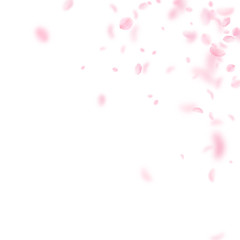 Sakura petals falling down. Romantic pink flowers corner. Flying petals on white square background. 