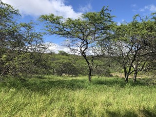 Trees in Hawaii landscape