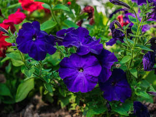 summer flowers.. in city park. flowers natural