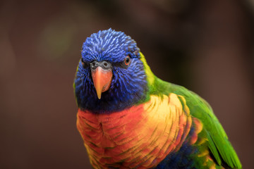 Portrait von einem farbigen Vogel