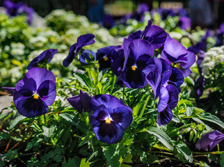 summer flowers.. in city park. flowers natural