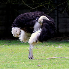 Struś szukający szczęścia pod skrzydłem © Konrad_elx