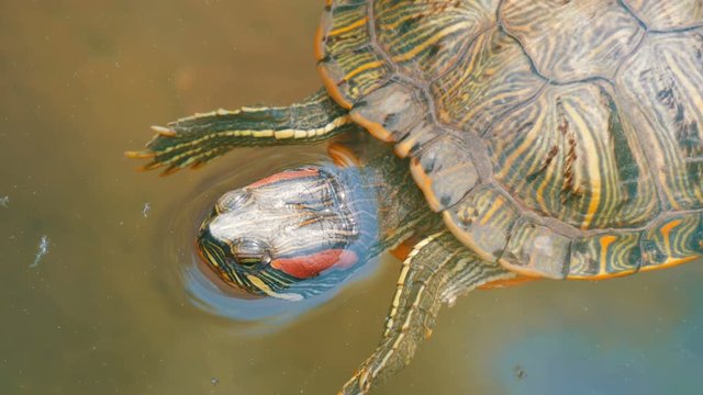 Red-bellied turtle swim in pond with other turtles