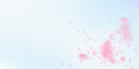 Sakura petals falling down. Romantic pink flowers explosion. Flying petals on blue sky wide backgrou